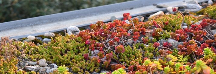 Begrüntes Dach mit Hitzebeständigen Pflanzen